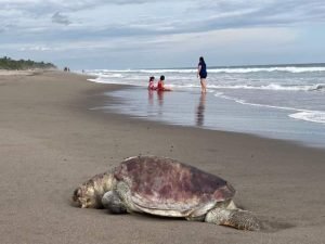 Conanp Investiga causas de muerte de tortugas marinas.